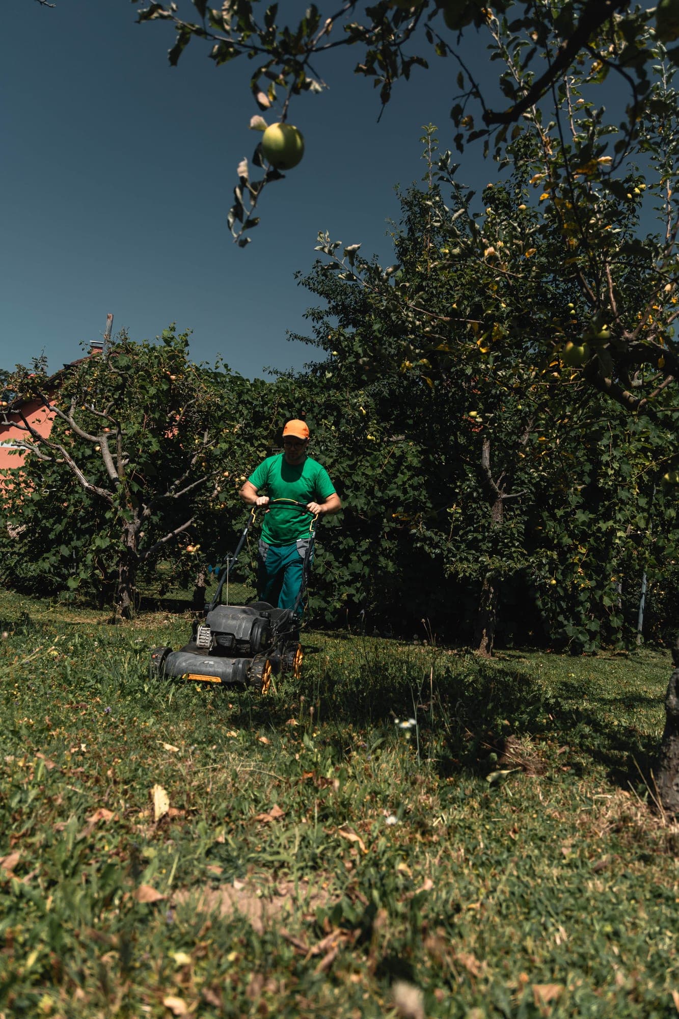 Delavec med košnjo pod jablano, posnet v širokem kadru